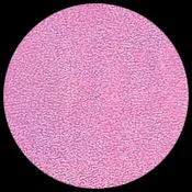 Iridescent – Cotton Candy<BR>12″ x 12″ Pack of 25