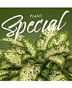 PLANT SPECIAL