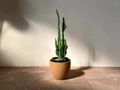 Euphorbia Trigona — Mother Co., Plants