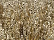 ES Black Oats