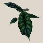 Alocasia Dragon Scale (Alocasia Baginda 'Dragon Scale') - 4 Inch Indoor Houseplant