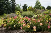 First Editions® Campfire Rose