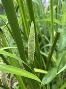 Acorus americanus