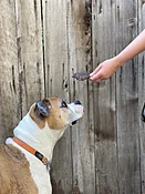 Pup Burger — Treats De Cuisine