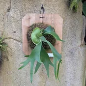 Platycerium alcicorne (Staghorn Fern)