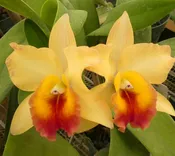 Blc. Cristina Mendez