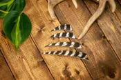 Shield Cut Wild Turkey Secondary Feathers