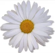 Add 3 Daisies