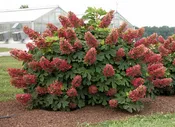 Hydrangea quercifolia 'Ruby Slippers'