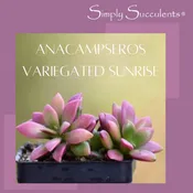 Anacampseros Rufescens Variegated Sunrise