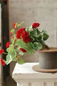 22" Geranium Hanging Bush