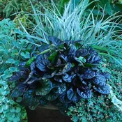 Ajuga reptans ‘Black Scallop’