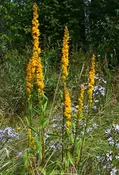 Bog goldenrod