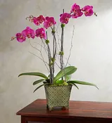 Alluring Magenta Orchid Garden (triple stem)