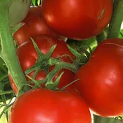 Ace 55 VF Tomato