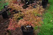 Baldsmith Japanese Maple
