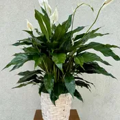 Peace Lily