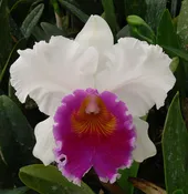 Bc. Mount Anderson 'Titanic' AM/AOS