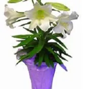Frangrant Easter Lily Plant