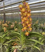 Aeridovanda Suwannaphum Sunshine (purple lip) — Motes Orchids