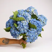 Blue Hydrangea -“Blue Mist”