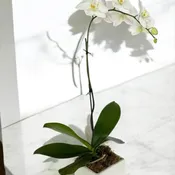 Single stem white orchid arrangement