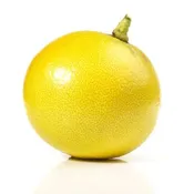 Bergamot Orange Semi-Dwarf Tree