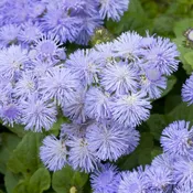 Ageratum