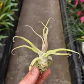 Tillandsia diguetii