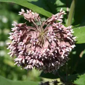Common Milkweed (Asclepias syriaca)