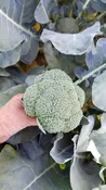 Abrams Broccoli (Treated Seed)