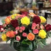 Rhapsody of Roses