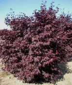 Acer palmatum 'Emperor l'