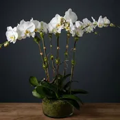 6 White Phalaenopsis Orchids
