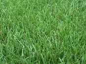 Cascade Quick Green Blend (Turf Type Perennial Ryegrass Blend)