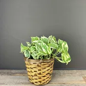Pothos- Pearls and Jade- 6in