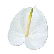 Anthurium
