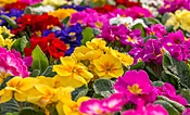 Summersweet, Ruby Spice - Birchfield Nurseries