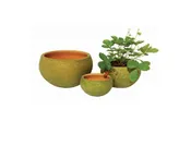 AGED COQUITO PLANTERS