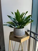 Dracaena Green Jewel — FLEUR DE LIS FLORIST