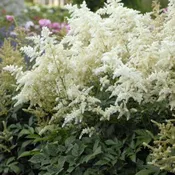 Astilbe Japonica Deutschland 1 Gallon