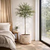 Black Olive Tree + Vintage Limestone Trough