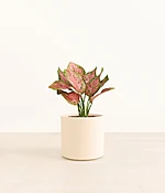 Aglaonema Wishes