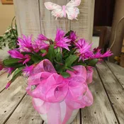 6" spring cactus planter