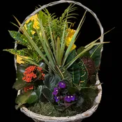SHS14 - 14" SPRING HAS SPRUNG