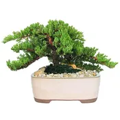 10″ Ceramic Japanese Juniper Bonsai
