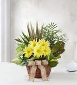 Dish Garden with Fresh Cut Flowers