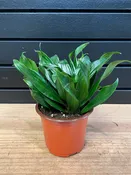 Dracaena Deremensis “Janet Craig Plant” 4in — YELO APLE