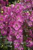 ANGELONIA – ARCHANGEL PINK