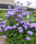 Ageratum houstonianum ‘Blue Horizon’